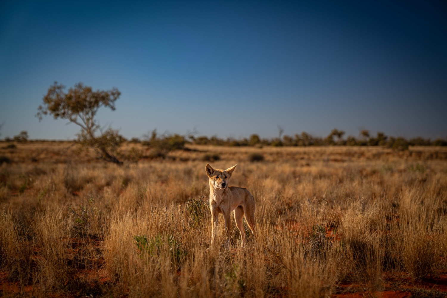 Dingo in the Simpson Desert