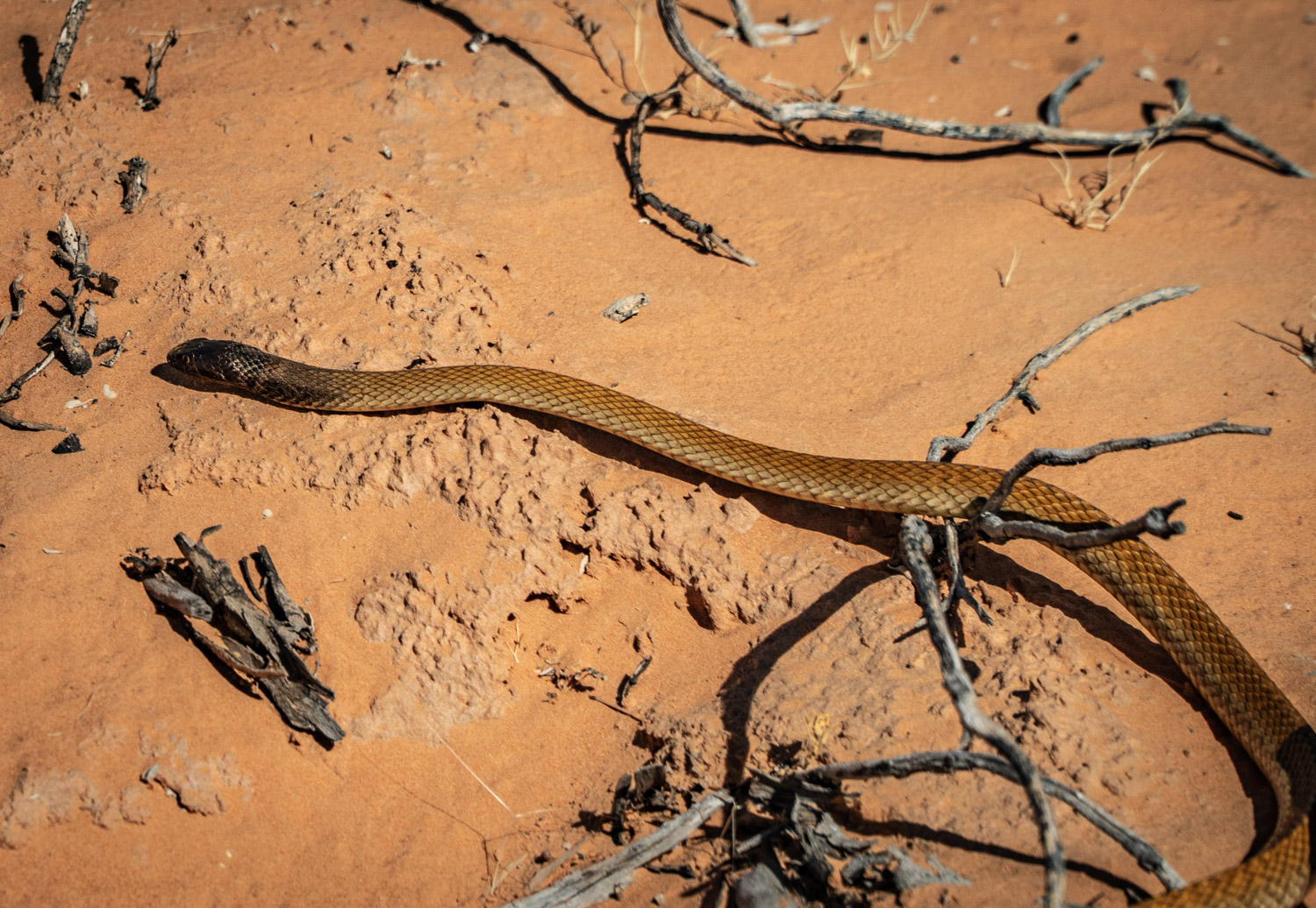 Dangerous snakes in the desert